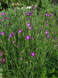 Image result for Agrostemma githago