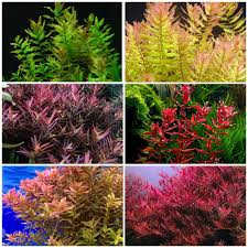 Image result for Rotala submersa