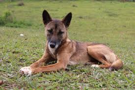 And have complete parasite control up to the point of sale. Adopt Dingo Den Animal Rescue