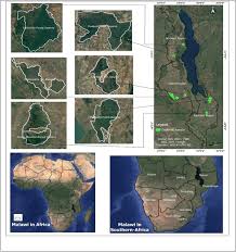 Image result for Uapaca sansibarica