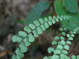 Image result for Lindsaeaceae