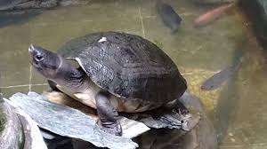 Taman Kolam Ikan Kura Kura Youtube