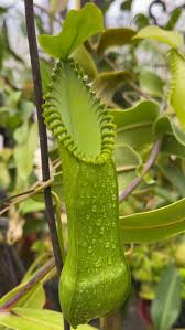 Image result for Nesaea heptamera