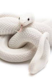 White Snake Largest Cute Reptiles Snake Wallpaper Cute Snake