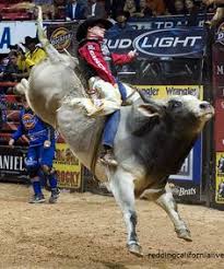 970 Best Bull Riding Images In 2019 Bull Riding Bull