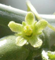 Image result for Corallocarpus welwitschii