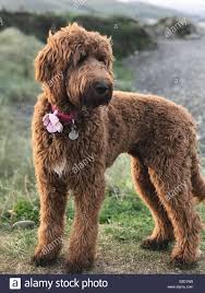 When counseling families about f1 generation. Purchase Irish Setter Poodle Puppies Up To 78 Off