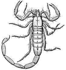 Maybe you would like to learn more about one of these? Scorpion Desert Animals Coloring Desert Animals Animals Coloring Pages
