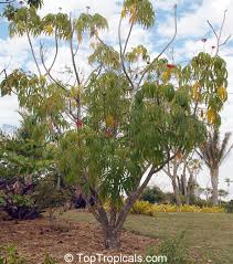 Image result for Jatropha multifida