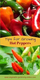 Advices On How To Grow Chili Peppers Stuffed Hot Peppers Stuffed Peppers Growing Hot Pepper