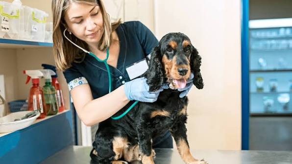 Early Detection, Lifelong Protection: Why Regular Vet Visits Matter - Blog