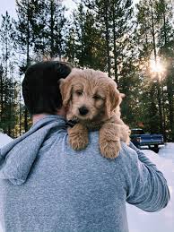 We have puppies for sale! Pin Auf Dogs