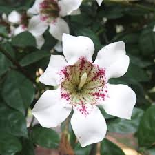 Image result for Rothmannia longiflora