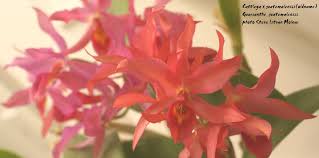 Image result for Aspilia mendoncae