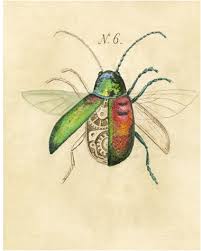 Pin By Nayaritg Rojas On Unit 4 Beetle Art Beetle Drawing Bugs Drawing