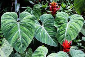 The elephant ears is poisonous for both cats and dogs. What Is Elephant Ear Plant And How Big Do Elephant Ear Plants Grow Conserve Energy Future