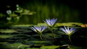 Browse and download the best free stock water flower images. Water Lilies Nature Water Flowers Plants Wallpapers Hd Desktop And Mobile Backgrounds