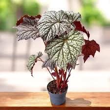 Image result for Begonia pulcherrima