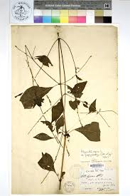 Image result for Pandiaka rubrolutea