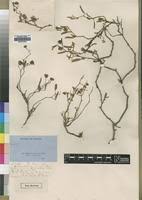 Image result for Hermannia kirkii