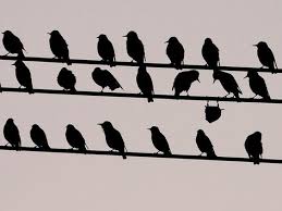 Upside Down Bird Is Always Showing Off Funny Birds Funny Animal Pictures Funny Pictures