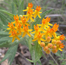 Image Result For Asclepias Milkweed Texas Native Plants Asclepias Tuberosa