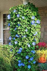 Browse 386 morning glory vines stock photos and images available, or start a new search to explore more stock photos and images. Shop 360 Garden Morning Glory Heavenly Blue Climbing Flower Seeds Pack Of 50 Seeds Amazon In Garden Outdoors