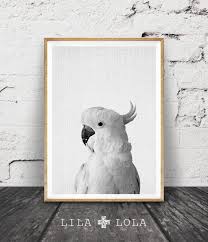 Black And White Australian Animal Prints Cockatoo Print Australian Bird Animal Photo Wall Art Black And White Printable Digital Download Large Poster Modern Minimalist With Images Animal Wall Art Bird Wall Art Australian Birds