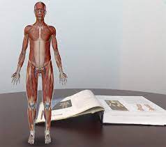 This page is about blank anatomical diagrams human body,contains beautiful fill in the blank anatomy. Anatomy And Physiology Anatomical Position And Directional Terms