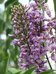 Image result for Lonchocarpus