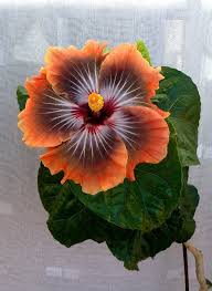 Hibiscus Taiwan Dark King Hibiscus Pflanze Exotische Blumen Beste Blumen