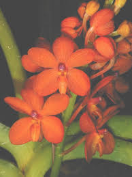 Image result for Mystacidium venosum