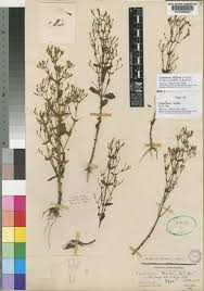 Image result for Canscora diffusa