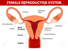 Human Anatomy Female Reproductive System Uterus And Uterine