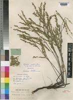 Image result for Phyllanthus caespitosus