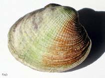 Image result for Austrosynotis rectirama