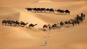 Adaptations are not developed in the course of an organism's life. How Can Camels Survive For Months In The Desert It S In Their Blood The National