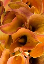 Learn more about what makes a lily a lily. Calla Lily Wedding Flowers Ideas For Fall Weddings