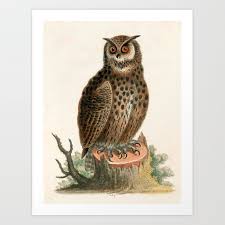 Great horned owl flying at raptor show for rehabilitated raptors in pine mountain georgia Great Horned Owl By George Edwards 1758 Benefiting The Nature Conservancy Art Print By Maria Popova Society6
