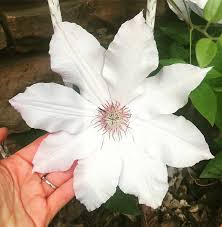 Register a free business account. How To Grow A Clematis Vine As Big As A Dinner Plate Grace Grits And Gardening