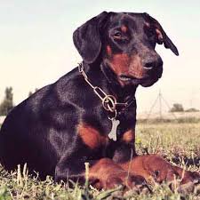 Check spelling or type a new query. Doberman Pinscher Behavior Petcarerx