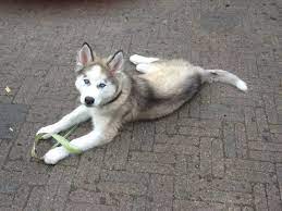 Pin On Pet Care