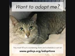 Help us put a stop to homeless dogs and. Adopt A Pet From West Haven Area Shelters New Dogs Cats Added This Week West Haven Ct Patch