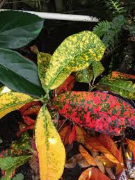 Image result for Croton kilwae