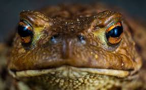 Maybe you would like to learn more about one of these? What Do Toads Eat In The Garden Gardensall