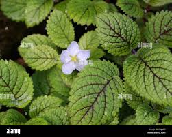 Image result for Gesneriaceae