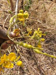 Image result for Senna singueana