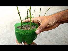 How To Grow Plants From Cuttings Grow Plants Faster At Home Rose Grafting And Gardening Easy Tips Vegetable Planting Guide Plants Growing Roses