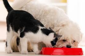 Buy best self cleaning litter box online from petreelitterboxes.com at discounted price and fast shipping. Is Your Dog Eating Cat Poop Out Of The Litter Box How To Get Him To Stop