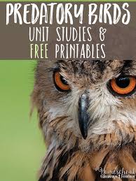 Birds That Start With A Vowel Predatory Birds Unit Studies And Free Printables Homeschool Giveaways Bird Unit Study Study Unit The Unit